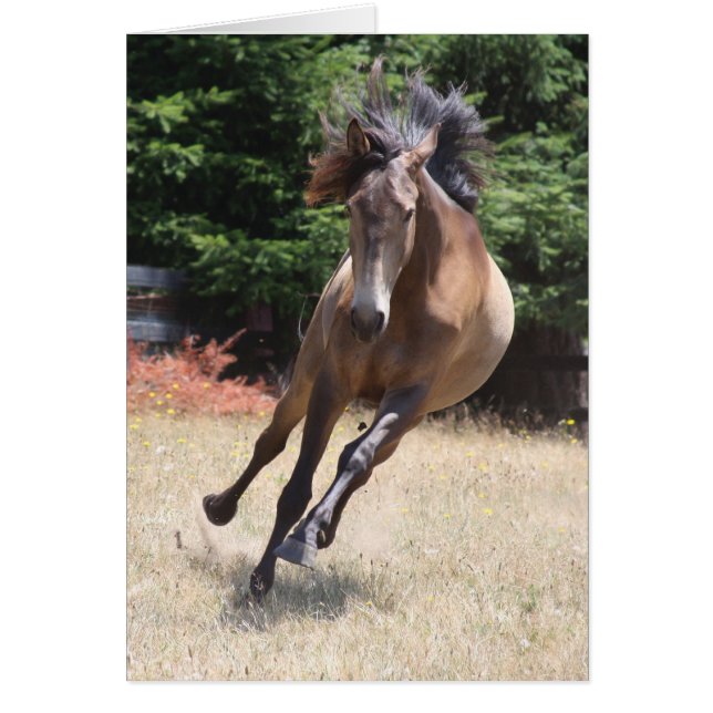 Carte vierge Cheval Lusitanien en liberté (Devant)