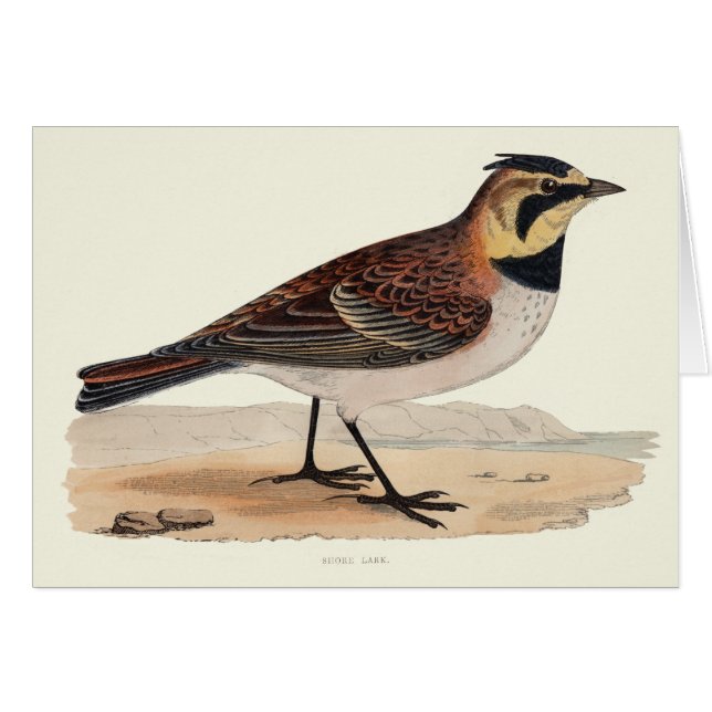 CARTE VIERGE D'ALOUETTE DE CIEL (Devant horizontal)