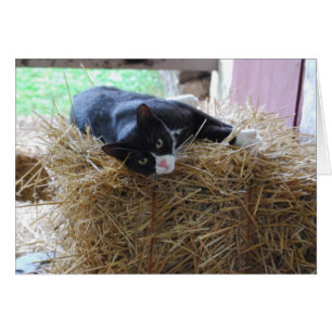 Carte vierge de chat de smoking