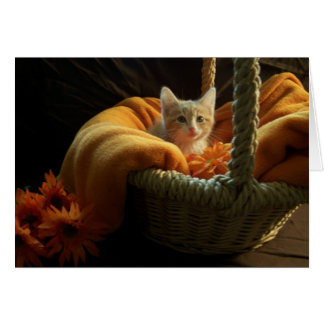 carte vierge de chaton