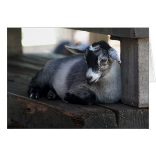 Carte vierge de chèvre