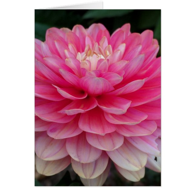 Carte vierge de dahlia rose (Devant)