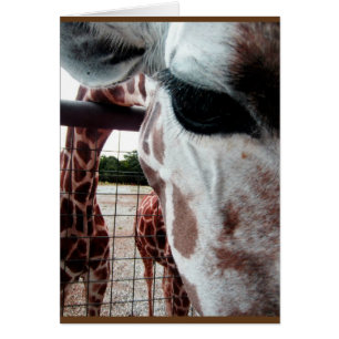 Carte vierge de girafe
