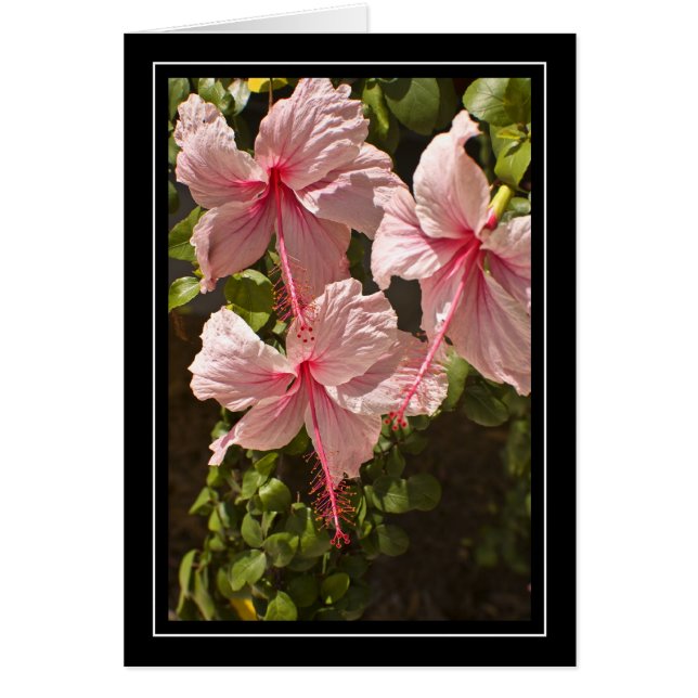Carte vierge de ketmie rose (Devant)