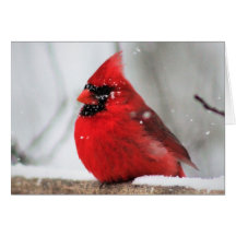 Carte vierge de l'hiver oiseaux III Valentine