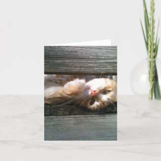 carte vierge de note de chat