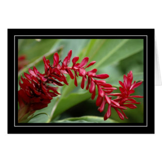 Carte vierge de plante tropicale rouge