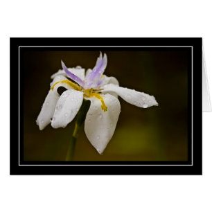 Carte vierge d'orchidée sauvage