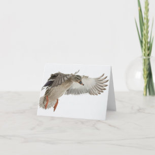 Carte vierge femelle de note de Mallard en vol