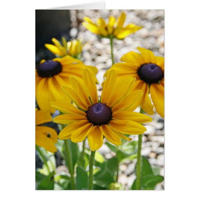 Carte vierge, fleur de Rudbeckia (Devant)