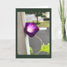 Carte vierge Magenta Morning Glory