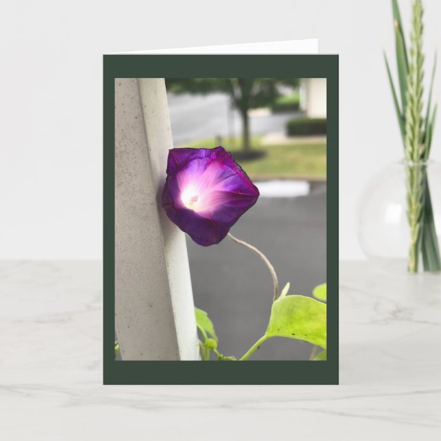 Carte vierge Magenta Morning Glory (Devant)