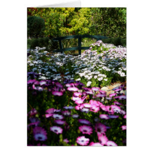 Carte vierge, marguerites africaines