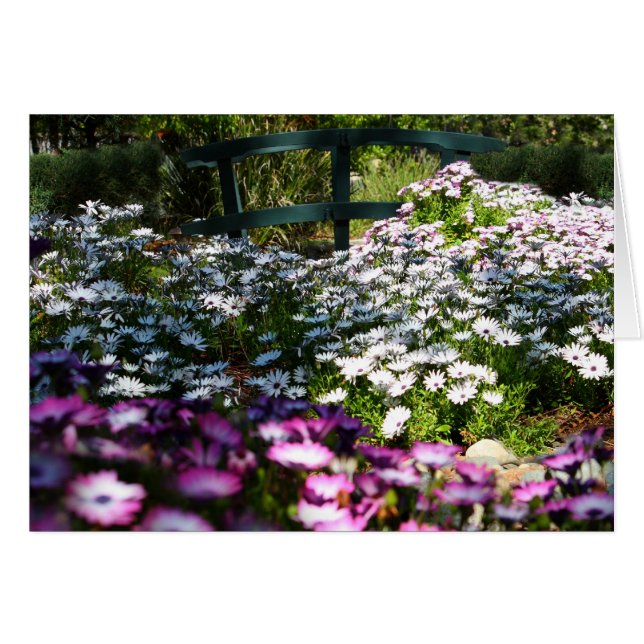 Carte vierge, marguerites africaines (Devant Horizontal)