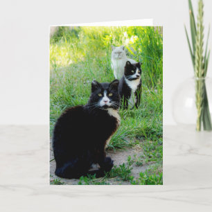Carte Vierge - Photo de chat "Trio", Chats Sauvage