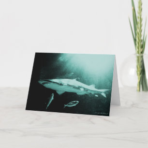 Carte vierge requin mako