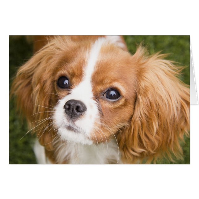 Carte vierge Sweet Eyes King Charles Spaniel (Devant horizontal)