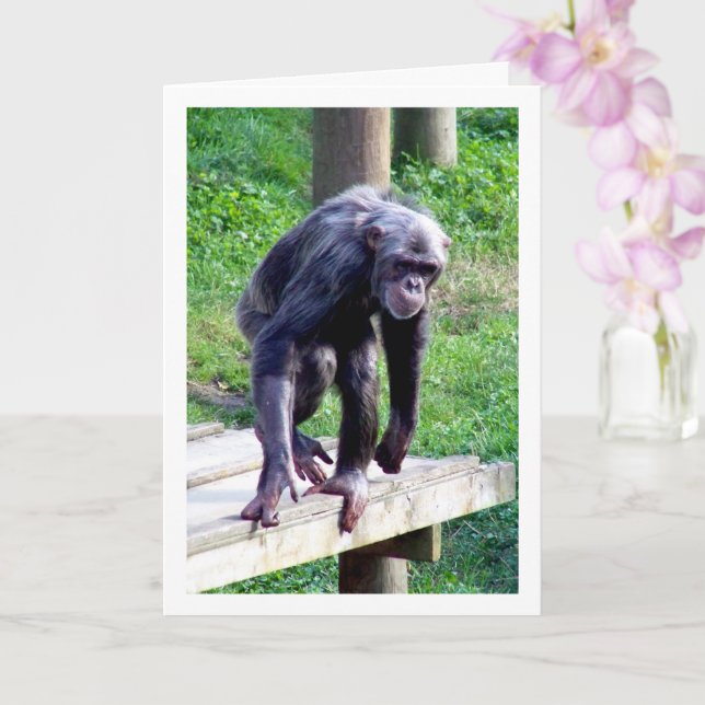 Carte Vieux Chimpanzé (Orchidée)