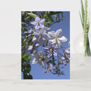 Carte Vin de pomme de terre