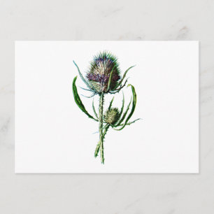 Carte Vintage 1902 Scottish Thistle Antique Fleur sauvag