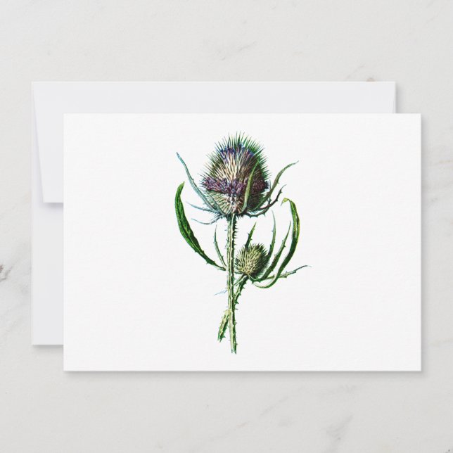 Carte Vintage 1902 Scottish Thistle Antique Fleur sauvag (Devant)