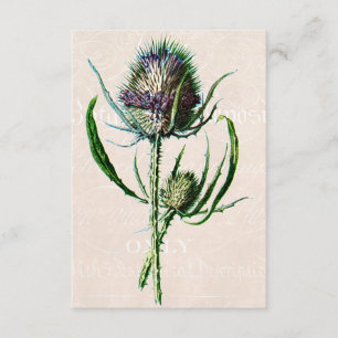 Carte Vintage 1902 Scottish Thistle Old Wild Flower