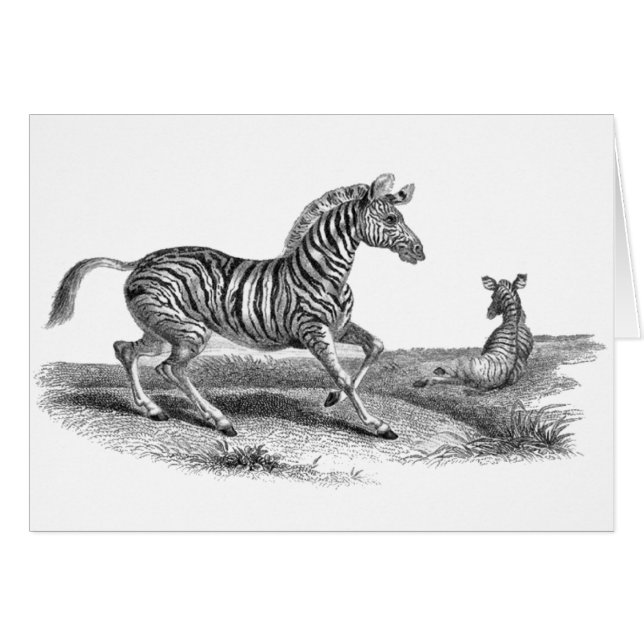 Carte vintage d'animal de zèbre et de poulain (Devant Horizontal)