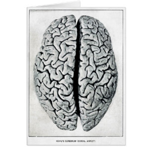 Carte vintage de cerveau