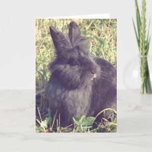 Carte Vintage de Lionhead Bunny Faux