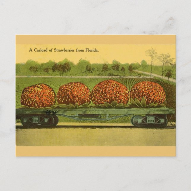Carte vintage Florida Strawberries Travel Post (Devant)