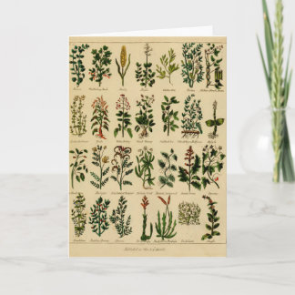 Carte Vintage Herbal Greeting Card - 2