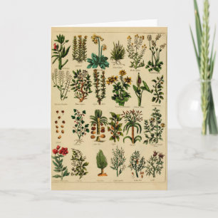 Carte Vintage Herbal Greeting Card Series - 5