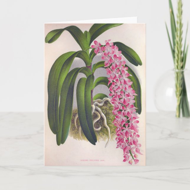Carte Vintage Orchidée Lilac Aerides Fieldingi Lindenia (Devant)