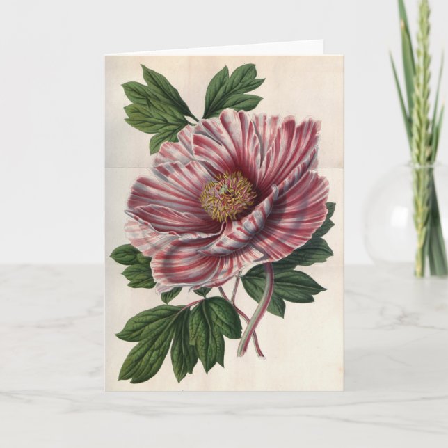 Carte Vintage Tree Peony (Devant)