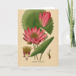 Carte Vintage Waterlily