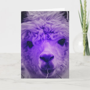 Carte Violet Alpaca, Anniversaire