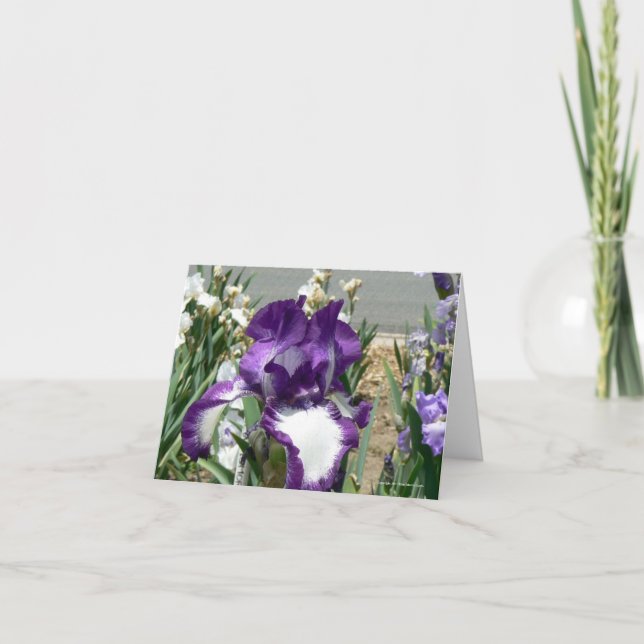 Carte Violet et blanc (Devant)