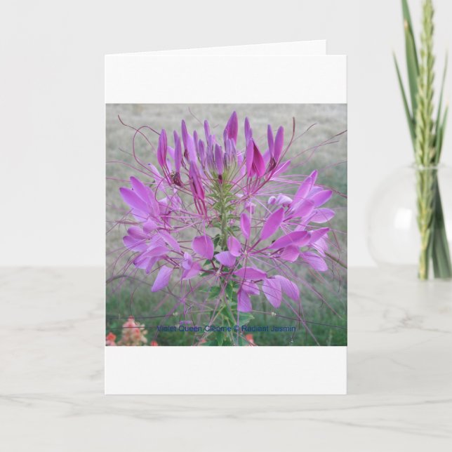 Carte Violet Queen Cleome (Devant)