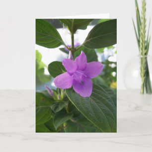 Carte Violette Philippine Pourpre