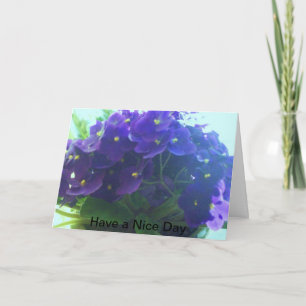 Carte Violettes africaines