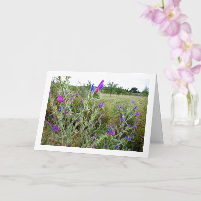 Carte Viper-bugloss, Plante Echium (Orchidée)