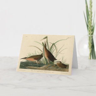 Carte Virginia Rail de Audubon's Birds of America