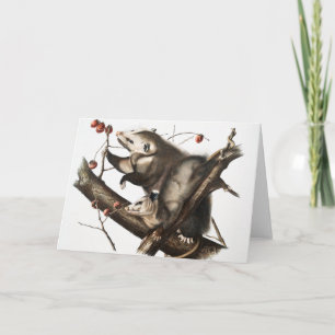 Carte Virginian Opossum Didelphis Virginia Illustration