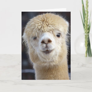 Carte Visage d'alpaca mignon