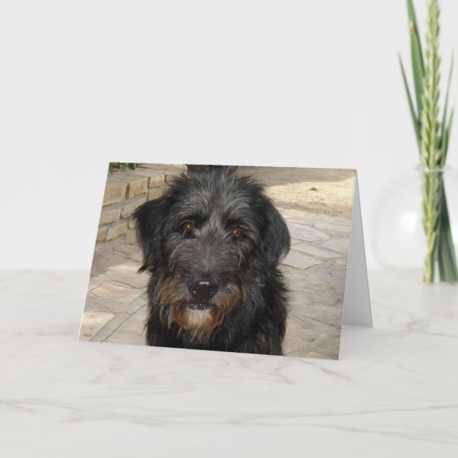 Carte Visage velu de chien noir (Devant)