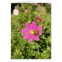 Carte Vivid Rose Cosmos Flower Blank