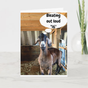 Carte "VŒU D'ANNIVERSAIRE 13" QUE LE MOUTON MIGNON