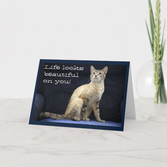 Carte Voeux d'anniversaire de Chat magnifique sur chaise (Devant)