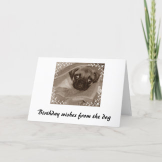 Carte voeux d'anniversaire du chien
