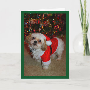 Carte Voici Santa Paws!
